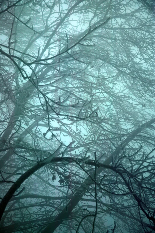 Interwoven tree branches fading into blue-grey mist in Wang Wulong’s Dreaming of Mount Lu series.