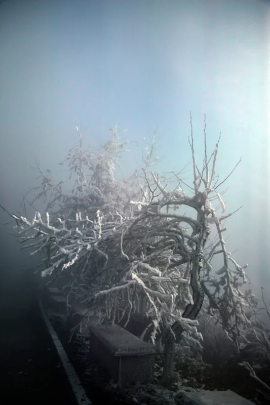 Frost-covered branches emerging through mist in Wang Wulong’s Dreaming of Mount Lu series.