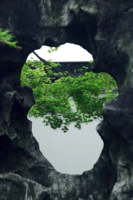 Green maple leaves seen through a naturally formed opening in a Taihu rock, set against a white garden wall in Jiangnan.