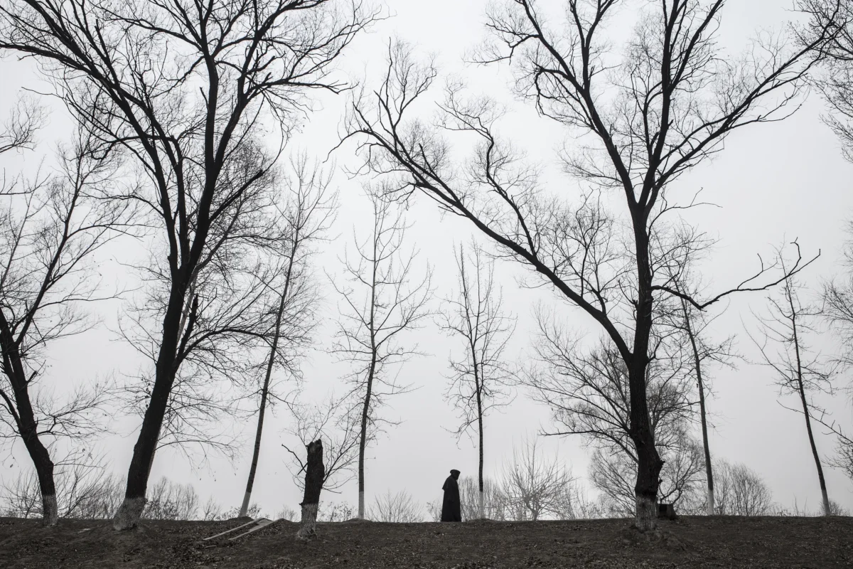 Bare winter trees standing against a pale sky in Wang Wulong’s Receding Landscape series.