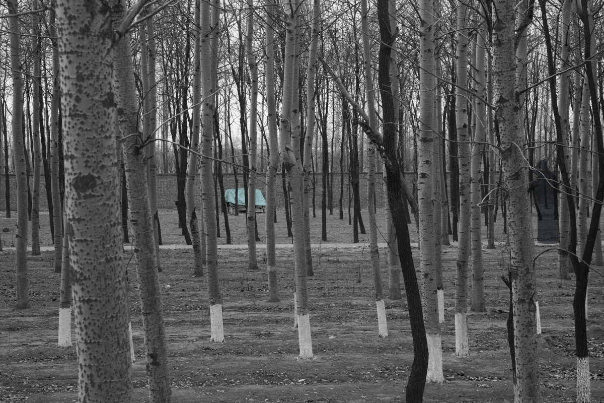 A dark figure stands among rows of leafless trees, partially concealed within the forest and barely distinguishable from its surroundings.
